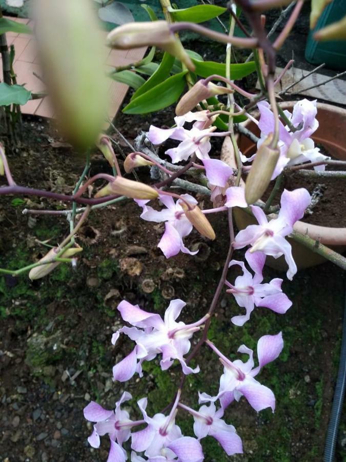 Ti Kaz En Bois Villa Sainte-Rose Luaran gambar