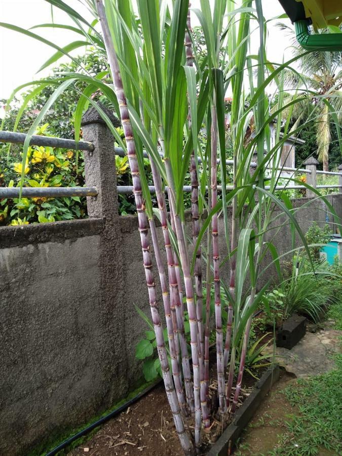 Ti Kaz En Bois Villa Sainte-Rose Luaran gambar